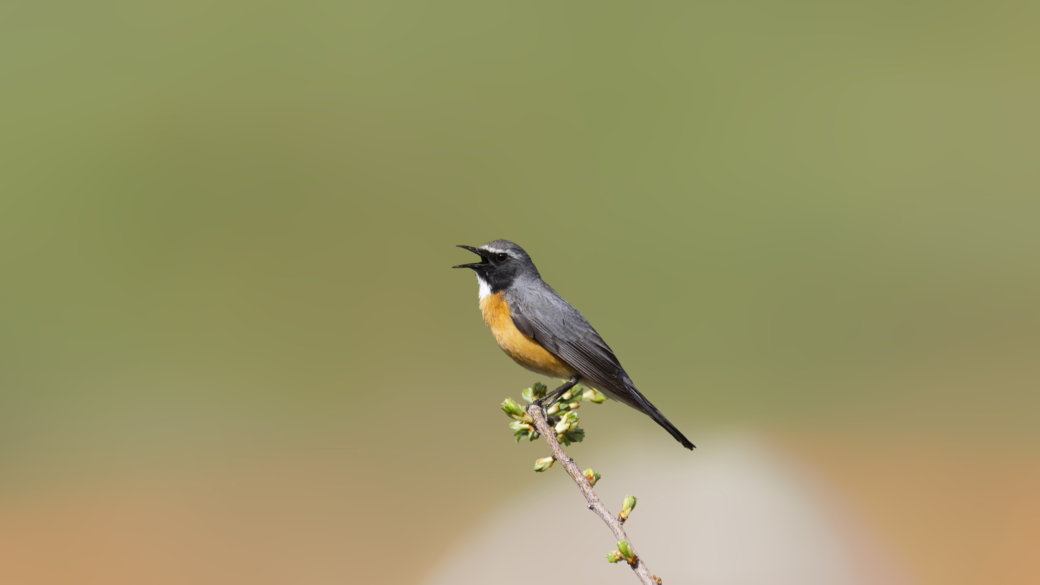 White-throated Robin